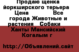 Продаю щенка йоркширского терьера  › Цена ­ 20 000 - Все города Животные и растения » Собаки   . Ханты-Мансийский,Когалым г.